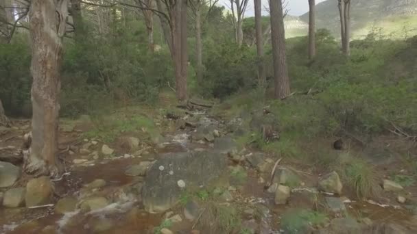 Rivière Eau Rochers Dans Les Bois Environnement Forestier Paysages Plein — Video