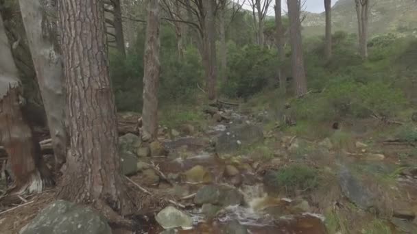 Ποταμός Νερό Βράχια Στο Δάσος Τοπίο Στη Φύση Τοπίο Και — Αρχείο Βίντεο