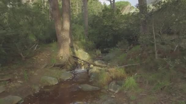 Flod Bäck Och Klippor Skog Och Natur Med Landskap Natur — Stockvideo