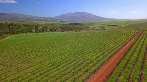 Dron Rolnictwo Uprawy Przyrodą Wsi Zielone Roślinami Gruntami Pod Uprawę — Wideo stockowe