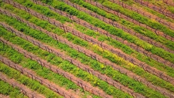 Drone Wijngaard Boerderij Voor Landschap Buiten Landbouw Met Groei Ontwikkeling — Stockvideo