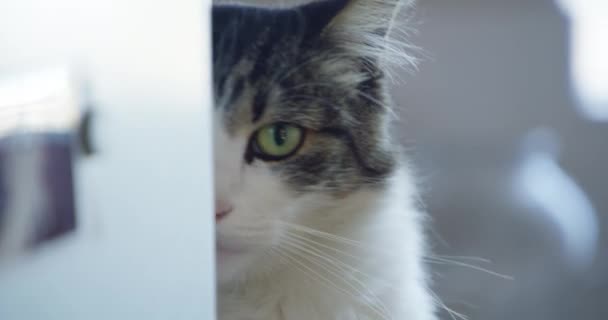 Kedi Yüz Yakın Plan Köşeye Bakan Yeşil Gözlü Meraklı Kedi — Stok video