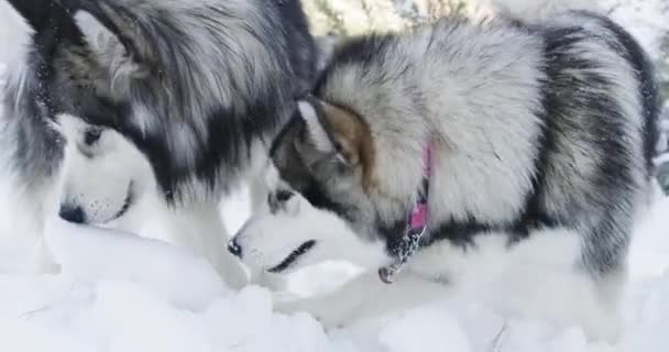 Invierno Nieve Iceland Con Perros Comiendo Hielo Malamute Aire Libre — Vídeo de stock