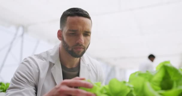 Broeikas Denken Onderzoek Met Landbouw Mens Botanicus Met Biologische Groenten — Stockvideo