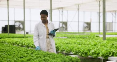 Bitkiler, tablet ve kadın bilim adamı serada araştırma yapıyor ya da botanik okuyor. Bilim, dijital teknoloji ve genç Afrikalı kadın araştırmacı tarım alanındaki çevre dostu yeşilliği kontrol ediyorlar.
