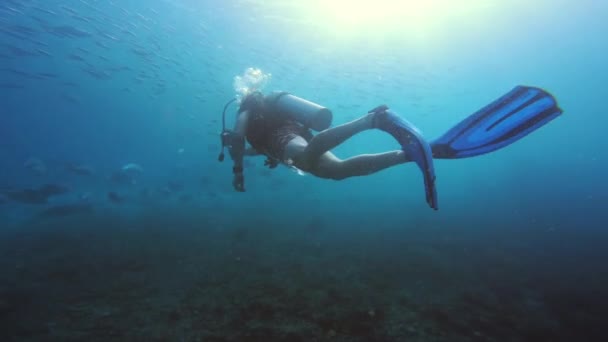 스노클링 바다에서 물고기와 다양성 환경과 Ampat의 산호초에서 수영하는 조용한 인도네시아의 — 비디오