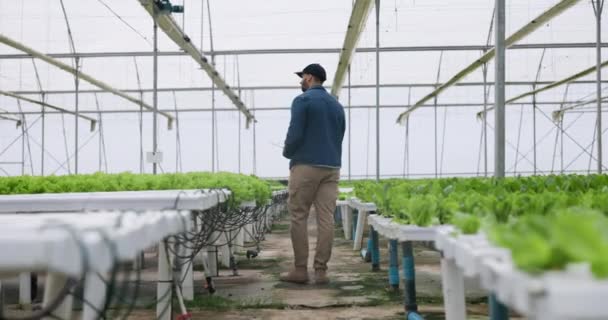 Fazenda Hidropônica Crescimento Alface Agricultor Caminhando Estufa Pesquisa Produção Agro — Vídeo de Stock