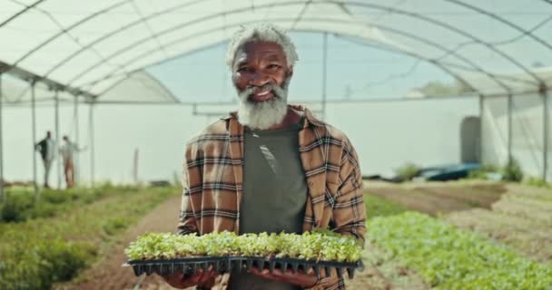 Счастливый Пожилой Чернокожий Мужчина Растение Урожай Культуры Ресурсов Теплицы Ферме — стоковое видео