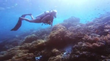 Tüplü dalış, kadın ya da mercan resifli balıklar okyanusta yüzmek, macera ve vahşi yaşam için. Dalgıç, insan ya da şnorkelle yüzen seyahat, tatil ya da deniz altı keşfi özgürlüğü.