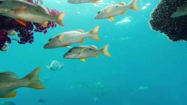 Ryby Korálové Útesy Koupání Oceánu Pod Vodou Volně Žijících Živočichů — Stock video