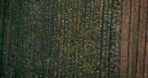 Gazdaság Fenntartható Drón Személy Séta Területen Természet Növekedése Fejlődés Zöld — Stock videók