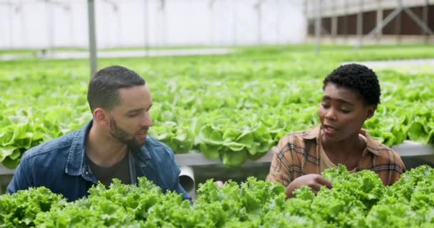 Man Vrouw Landbouw Met Planten Kas Met Discussie Voor Oogstgewassen — Stockvideo