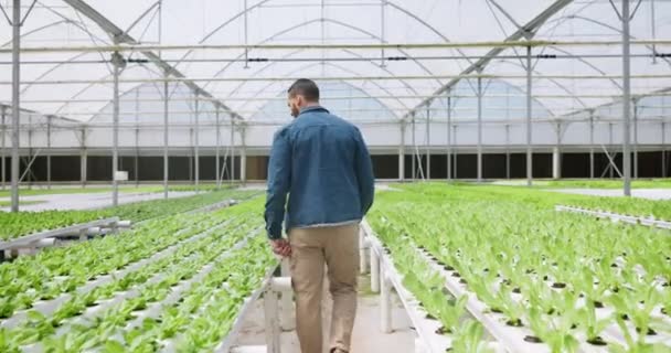 Landwirtschaft Gärtnerei Und Mensch Mit Rücken Gewächshaus Und Nachhaltiger Landwirtschaft — Stockvideo