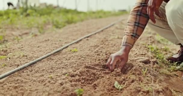 Gospodarstwo Ręce Zbliżenie Człowieka Glebą Rozwoju Roślin Warzyw Lub Produkcji — Wideo stockowe
