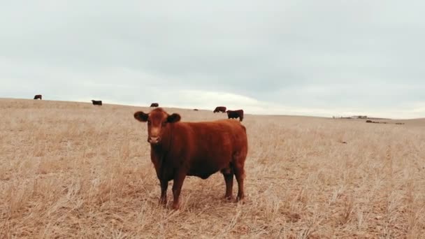 Landwirtschaft Bauernhof Und Kuh Auf Dem Feld Für Nachhaltigkeit Herde — Stockvideo