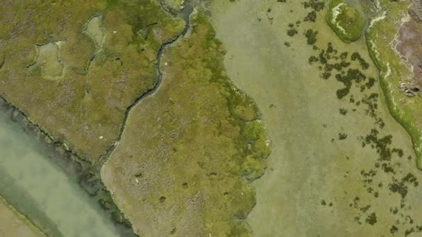 Drone Paysage Vert Par Rivière Champ Plantes Avec Herbe Écologie — Video