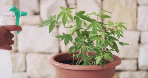 Kézzel Spray Vel Vízzel Marihuána Növény Növekedés Levelek Egészség Gondossággal — Stock videók