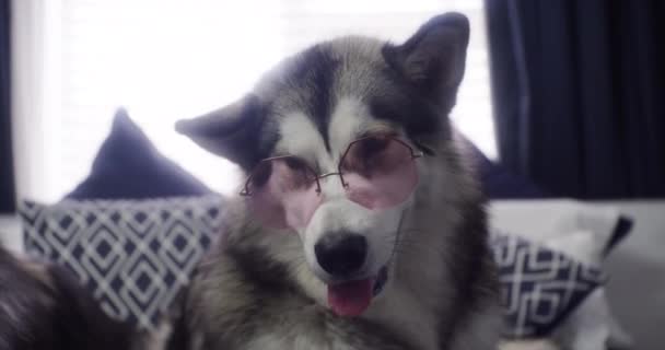 Moda Okulary Przeciwsłoneczne Lub Pies Łóżku Domu Wakacje Zabawy Lub — Wideo stockowe