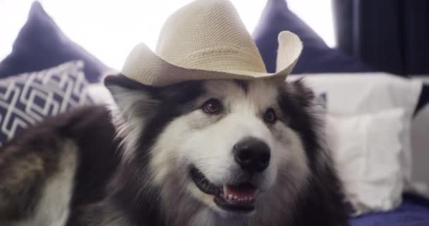 Entspannen Sie Sich Hut Oder Hund Auf Dem Bett Hause — Stockvideo