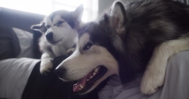 Zmęczony Ziewanie Lub Psy Łóżku Domu Wakacje Chill Lub Spokój — Wideo stockowe