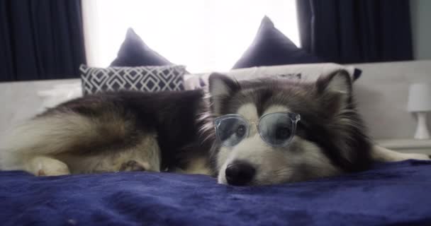 Relaks Okulary Przeciwsłoneczne Lub Pies Łóżku Domu Wakacje Zabawy Lub — Wideo stockowe