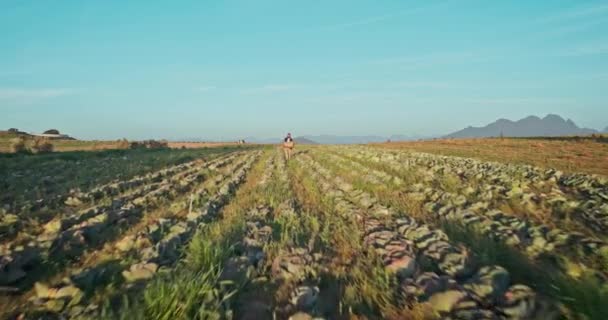 Granja Paisaje Dron Persona Caminando Campo Para Desarrollo Del Crecimiento — Vídeos de Stock