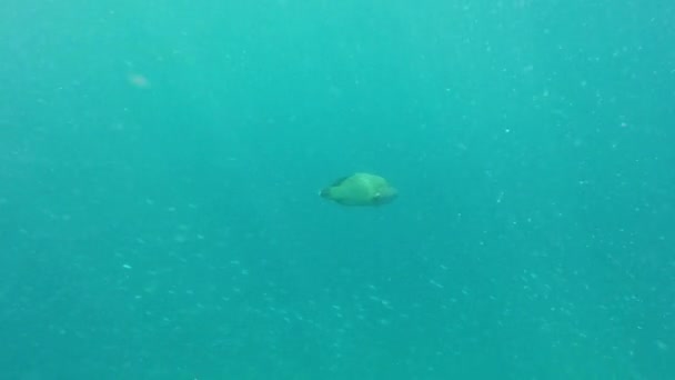 Peces Tropicales Natación Mar Con Submarino Naturaleza Vida Marina Con — Vídeos de Stock
