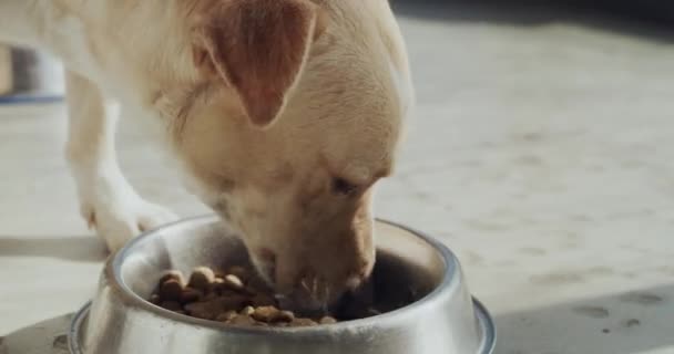 Σκύλος Μπολ Πεινασμένο Φαγητό Και Φροντίδα Κατοικίδιων Ζώων Ένα Καταφύγιο — Αρχείο Βίντεο