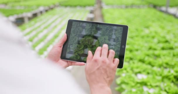 Greenhouse Tablet Hands Agriculture Man Typing Industry Inspection Nature Person — Stock Video