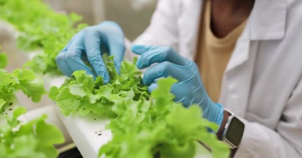 Hände Bauern Und Salat Gewächshaus Für Landwirtschaft Inspektion Und Nachhaltige — Stockvideo