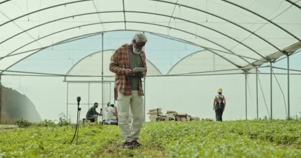 Senior Mann Landwirt Überwachung Und Tablette Einem Gewächshaus Mit Nachhaltigkeit — Stockvideo