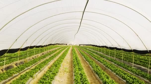 Agriculture Serre Environnement Agricole Ferme Pour Verdure Croissance Développement Des — Video