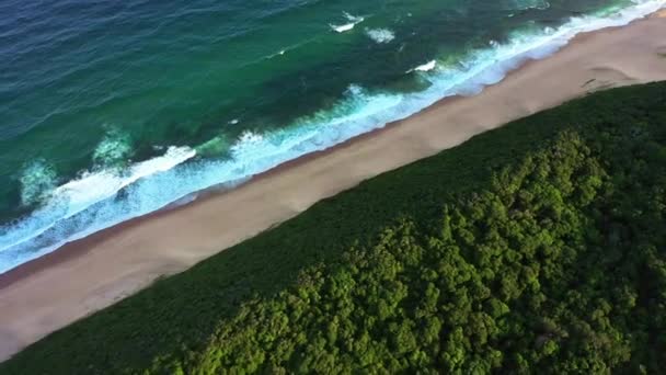 Океанський Пляж Природа Безпілотний Повітряний Вид Зовнішню Гармонію Свободу Дерева — стокове відео