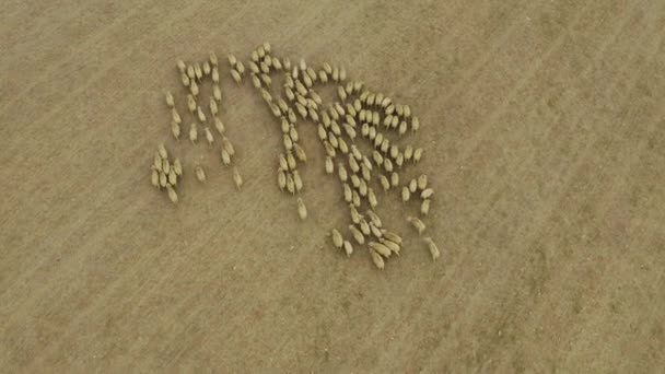 Drón Juh Állatállomány Gyapjú Hús Tejipari Mezőgazdasági Zélandi Gazdaságokban Légi — Stock videók