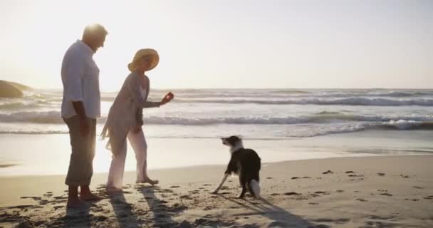 Casal Sênior Cão Diversão Praia Para Apoio Cuidados Relaxar Aventura — Vídeo de Stock