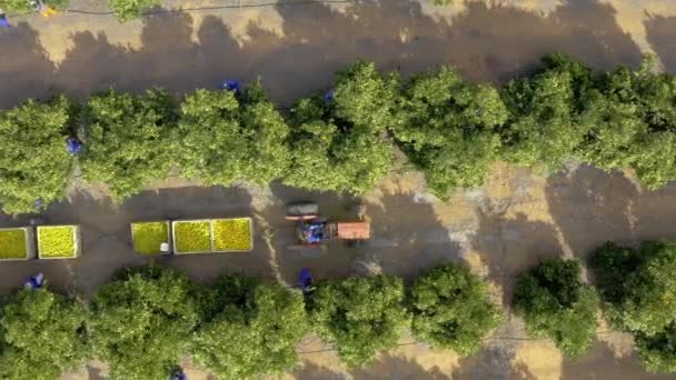 Drone Stromy Lidé Farmě Pro Udržitelné Podnikání Životní Prostředí Zelenými — Stock video