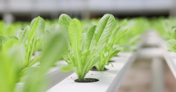 Closeup Semenáčkovství Nebo Rostliny Pro Zemědělství Skleníku Pro Udržitelné Zemědělství — Stock video