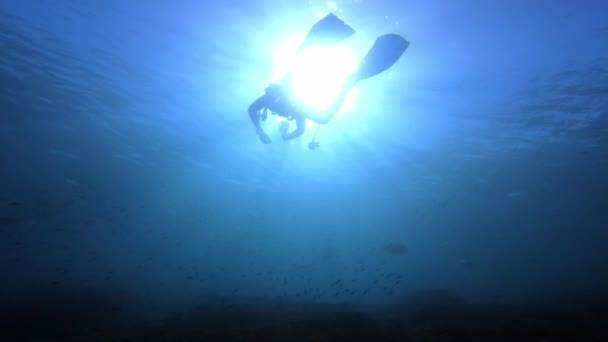 Natur Fisk Hav Och Dykning Korallrev Raja Ampat Med Biologisk — Stockvideo