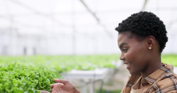 Mulher Sorriso Alface Estufa Para Agricultura Inspeção Desenvolvimento Sustentável Negros — Vídeo de Stock