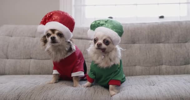 Різдвяний Костюм Розслабтеся Або Собаки Дивані Вітальні Разом Любов Капелюхом — стокове відео