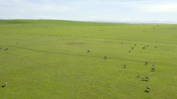 陸上の空中ドローン 緑の草や動物 農場や田舎の大きな野原 自然の景色 青空の丘 自然の中で羊や牛のライブストックや群れを見る — ストック動画