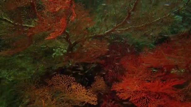 Рыбы Кораллы Плавание Воде Океане Дикой Природе Водном Тропическом Подводном — стоковое видео