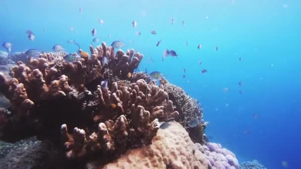 Peixes Recifes Coral Natação Alto Mar Vida Selvagem Habitat Águas — Vídeo de Stock