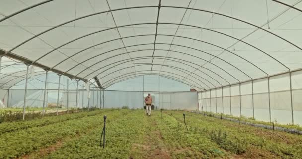 Invernadero Hombre Plantas Con Agricultura Caminar Sonreír Con Sostenibilidad Medio — Vídeos de Stock