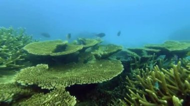 Mercan resifi, okyanus ve çevrede su altında balıklar, yüzme ve sürdürülebilir bitkilerle tropikal ekoloji. Deniz, hayvanlar ve yeşil yosunlar doğada deniz yatağı ve deniz yaban hayatı için yaşam alanındalar..