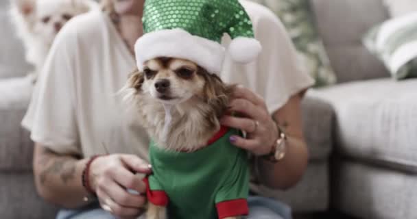 Kostum Natal Santai Atau Tangan Pada Anjing Sofa Ruang Tamu — Stok Video