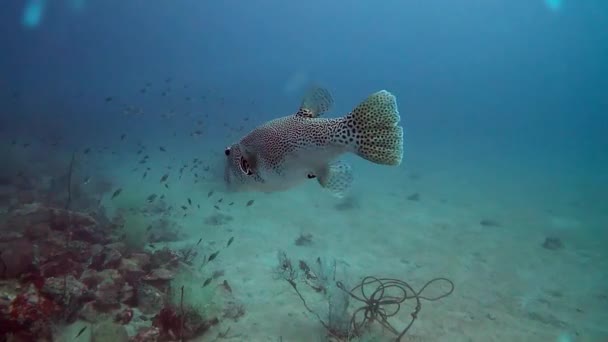 Fish Coral Reef Wildlife Nature Ocean Swimming Habitat Aquatic Tropical — Stock Video