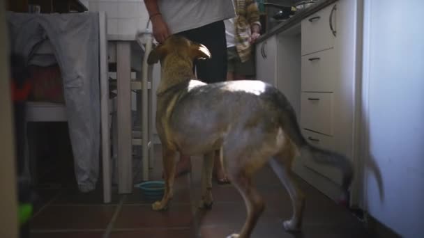 Erkek Mutfak Köpek Maması Evde Oyun Hayvan Mutlu Yemek Için — Stok video