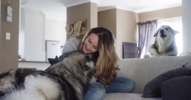 哈士奇 带着狗回家 爱抚宠物 快乐嬉闹 客厅沙发和微笑 结合在一起 沙发和乐趣与所有者 美丽而充满活力 — 图库视频影像