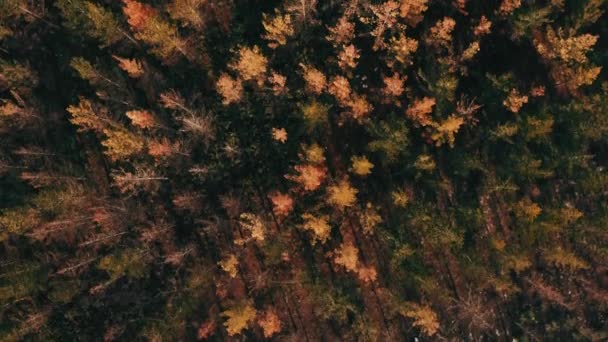 Drón Tetején Természet Erdőben Ősszel Évszakban Vagy Ősszel Táj Légi — Stock videók